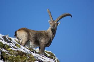 Den stolzen Steinbock schon zum zweiten Mal vom Himmel heruntergeholt